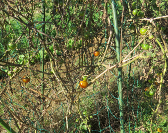 ミニトマト（11月菜園）