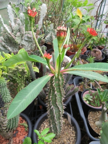 ユーフォルビア・噴火竜（Euphorbia viguieri）咲いたかと思ったら、もう種♪2019.07.03