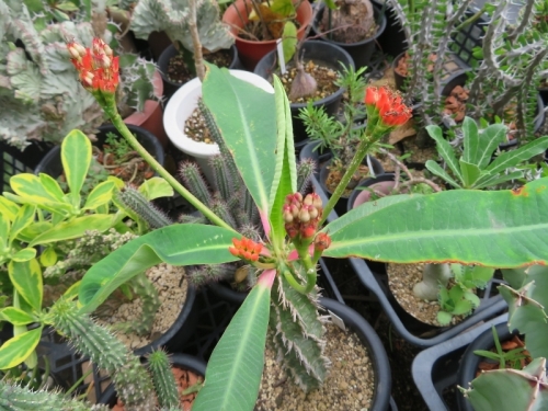 ユーフォルビア・噴火竜（Euphorbia viguieri）咲いたかと思ったら、もう種♪2019.07.03