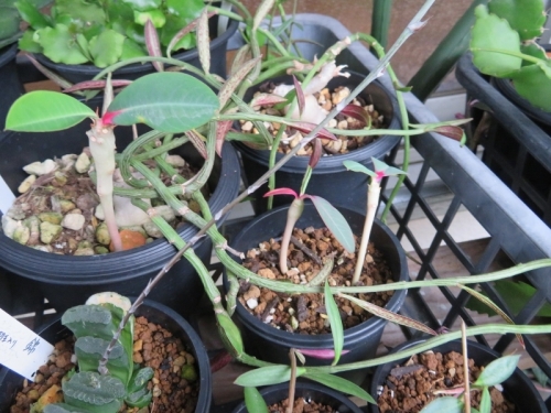 ユーフォルビア・噴火竜（Euphorbia viguieri）アチコチ、昨年のこぼれ種発芽のまま、鉢上げしたもの♪2019.07.03