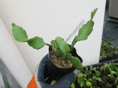 ミニドラゴンフルーツ（Epiphyllum guatemalense f.monstrosa)実生苗(2016.09.10)～2019.07.12