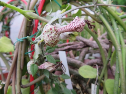 セロペギア・シモネアエ（Ceropegia simoneae)柔らかい細く蔓様になった枝先に開花♪コバエがぶんぶん飛びます。2019.08.25
