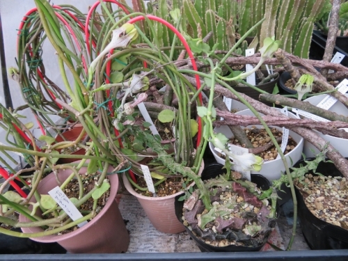 セロペギア・シモネアエ（Ceropegia simoneae)中央、セロペギア・サンダーソニー、アンブリアータ(左）、キミキオドラ（右）花盛り♪2019.08.25