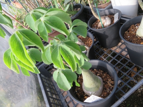 アデニア・グラウカ（Adenia glauca)、植え替えしました。2019.09.02