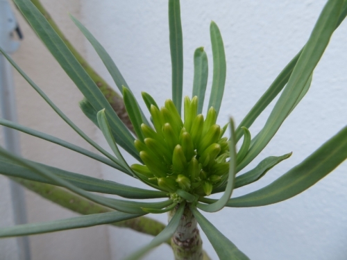 クレイニア・ネリィフォリア（Kleinia neriifolia)緑茎、やや幅広葉タイプ、花芽ができています。2019.09.03