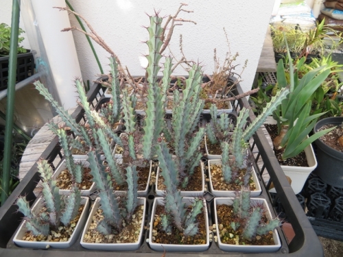 ユーフォルビア・グリーンウェイ（Euphorbia greenwayi)タンザニア原産、植え替えしました。2019.09.03