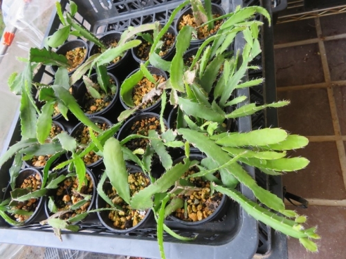 レピスミウム・モナカンタム(Lepismium monacanthum)オレンジ色花2019.09.08