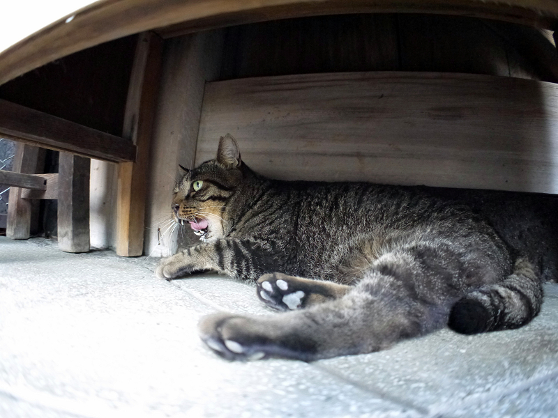 ラジオ体操机下で寝ているキジトラ猫2