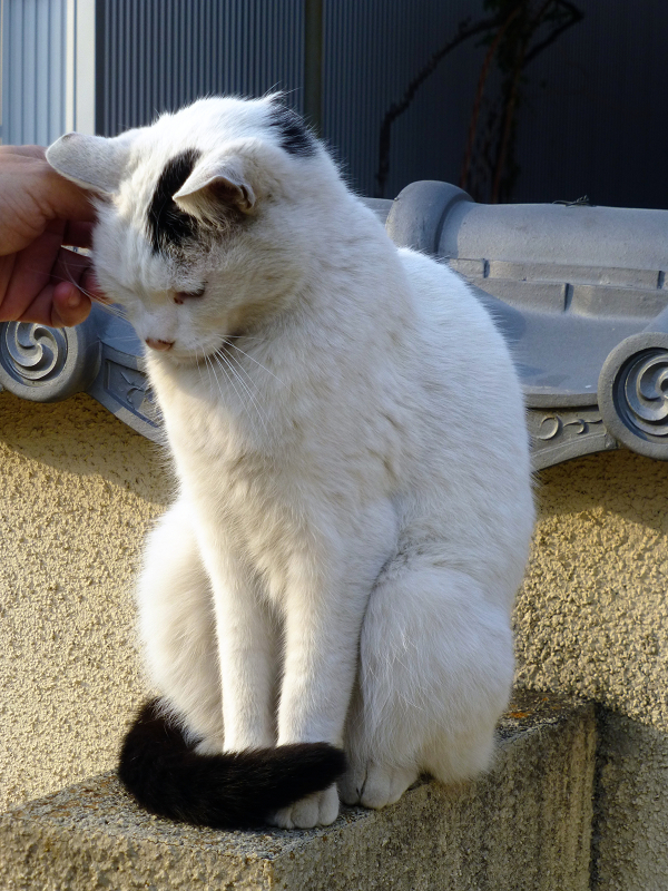 塀の前で触られる白黒猫1