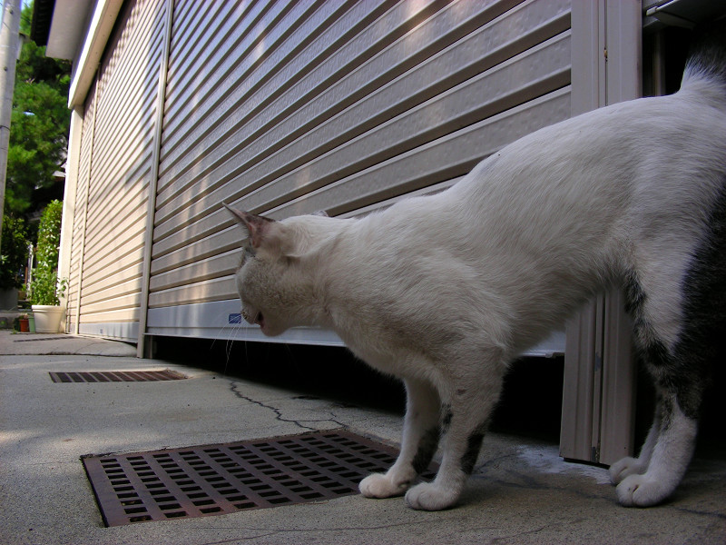 ガレージから出て来た白キジ猫2