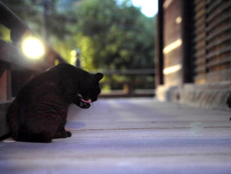お堂濡れ縁の黒猫2
