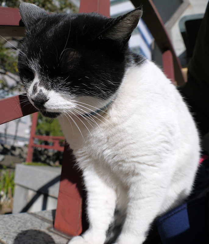 階段の手すりにいる白黒猫3