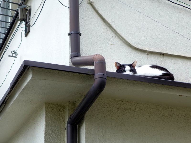 庇の上の黒白猫2