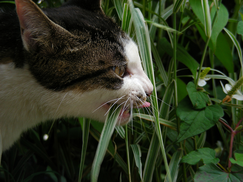 草を食うキジ白猫3