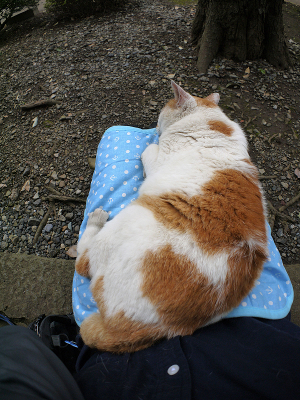 冷感シートで熟睡する白茶猫2