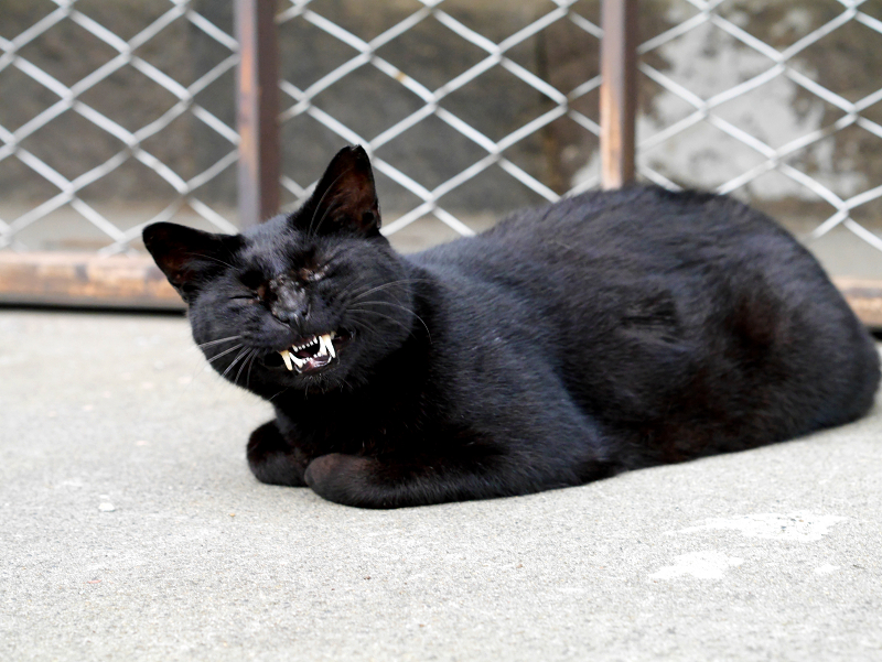 金網前の黒猫1