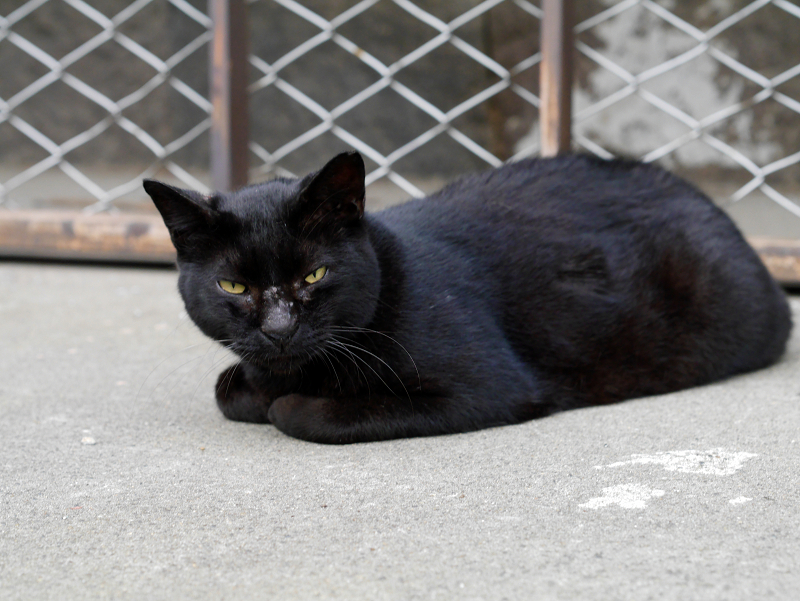 金網前の黒猫2