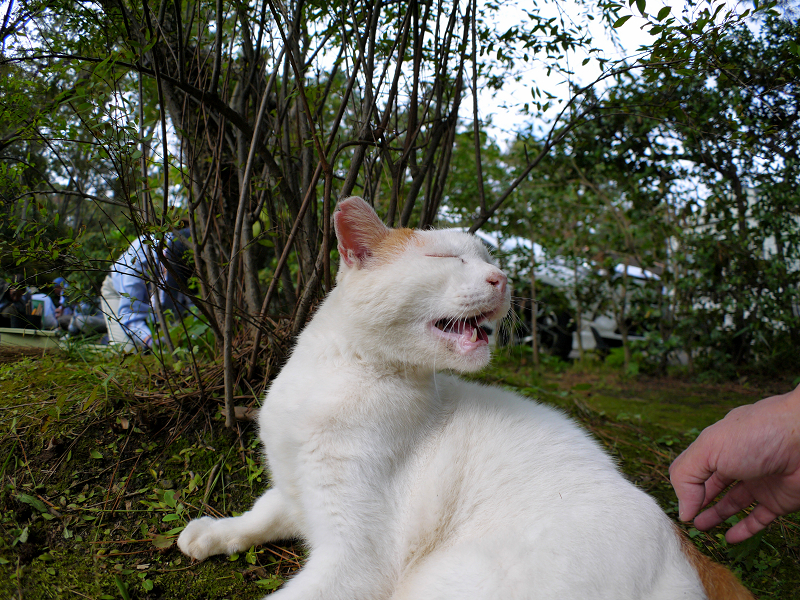 腰を触られてる白茶猫1