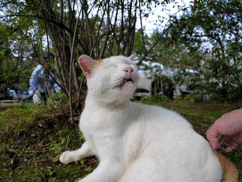 腰を触られてる白茶猫2