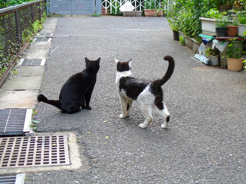 行き止まり路地の猫たち2