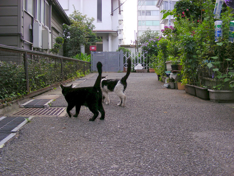行き止まり路地の猫たち3