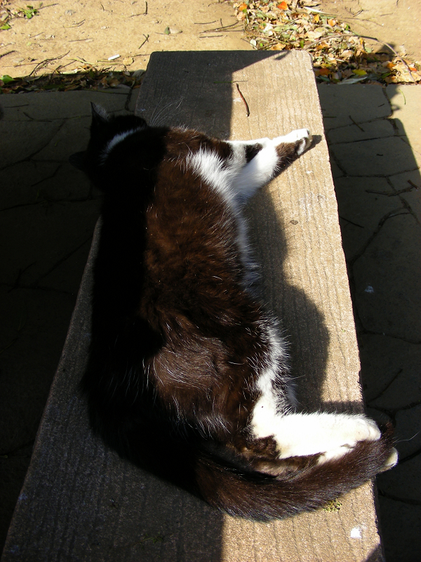 ベンチで寝ている黒白猫1