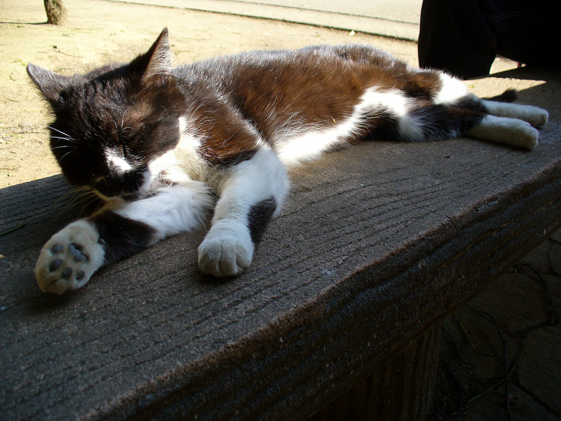 ベンチで寝ている黒白猫2