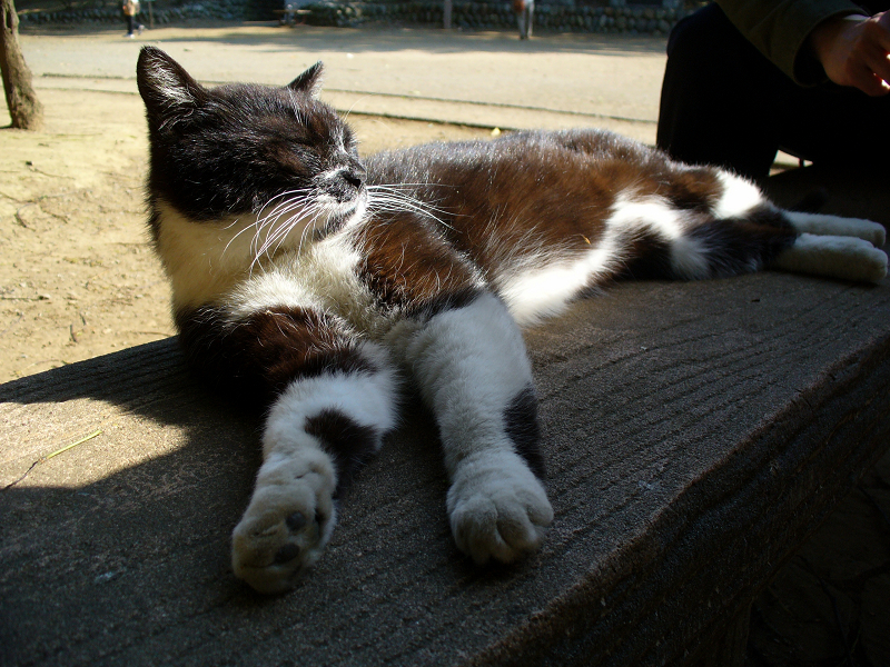 ベンチで寝ている黒白猫3