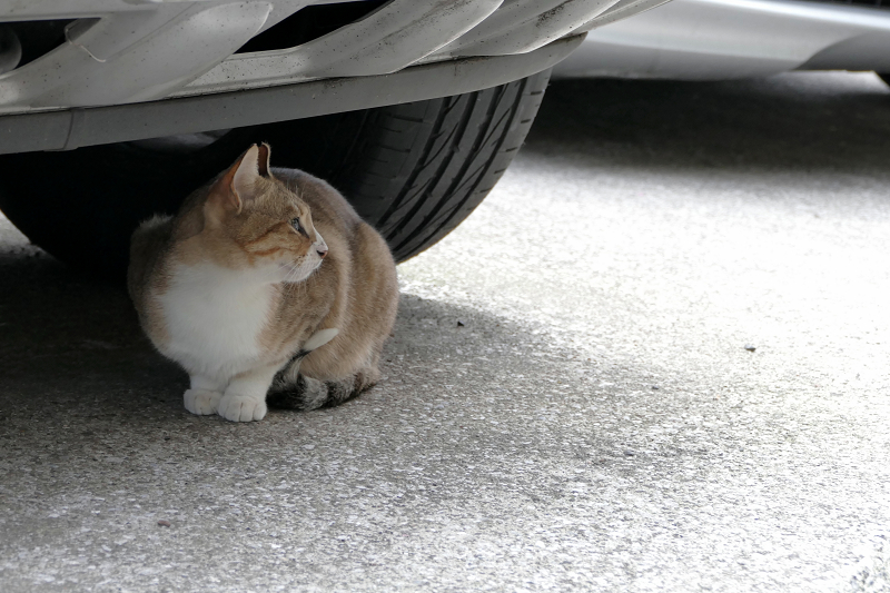 車の下に移動した猫2