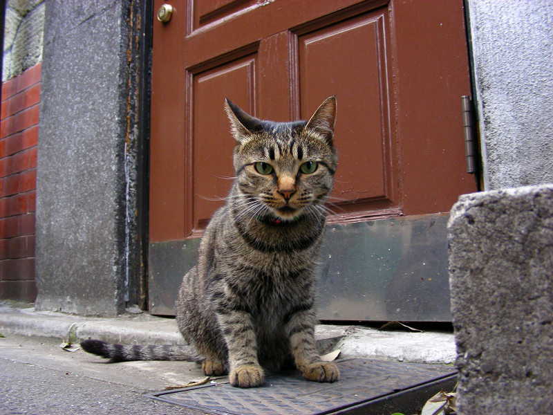 ドア前のキジトラ猫2
