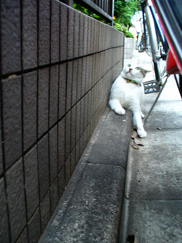 ブロックとスクーターの間の白キジ猫1