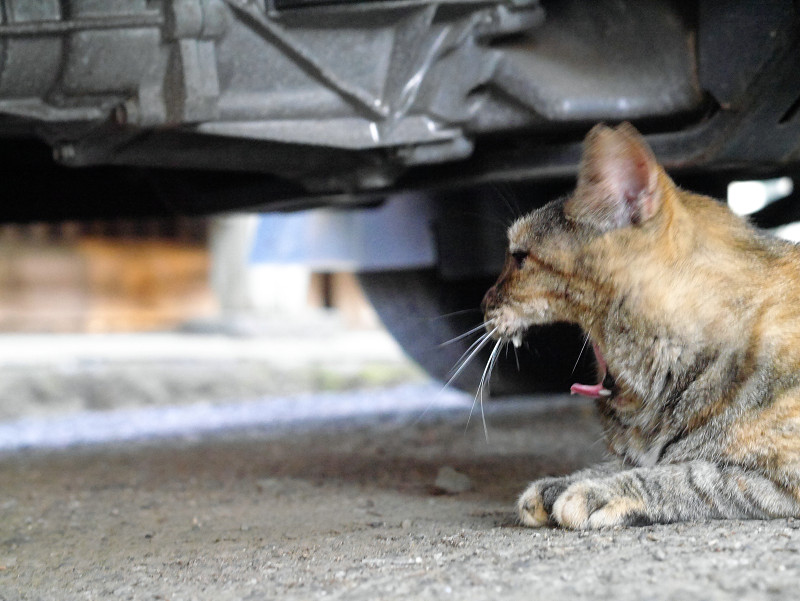 車の下で欠伸しているサビ柄猫1
