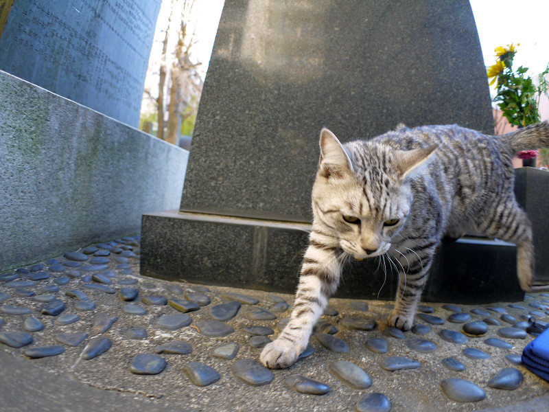 石碑とサバトラ猫3