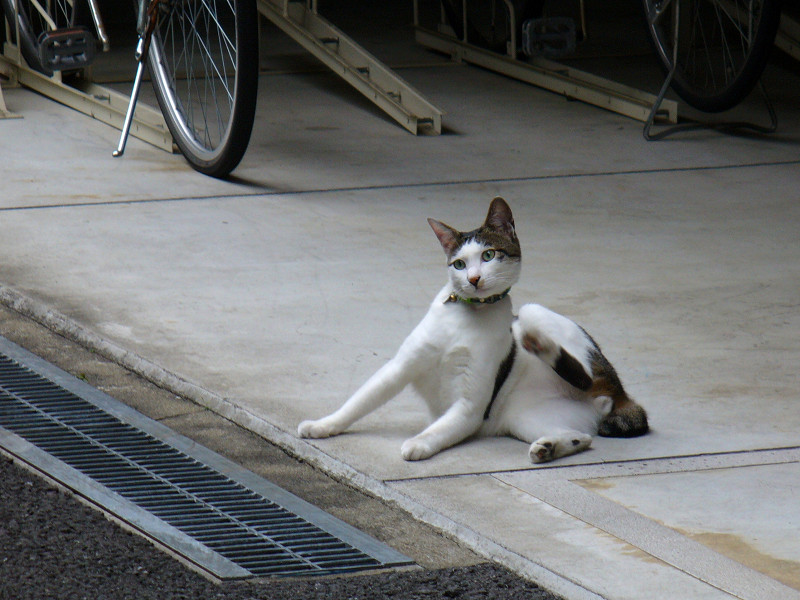 駐輪場の白キジ猫2