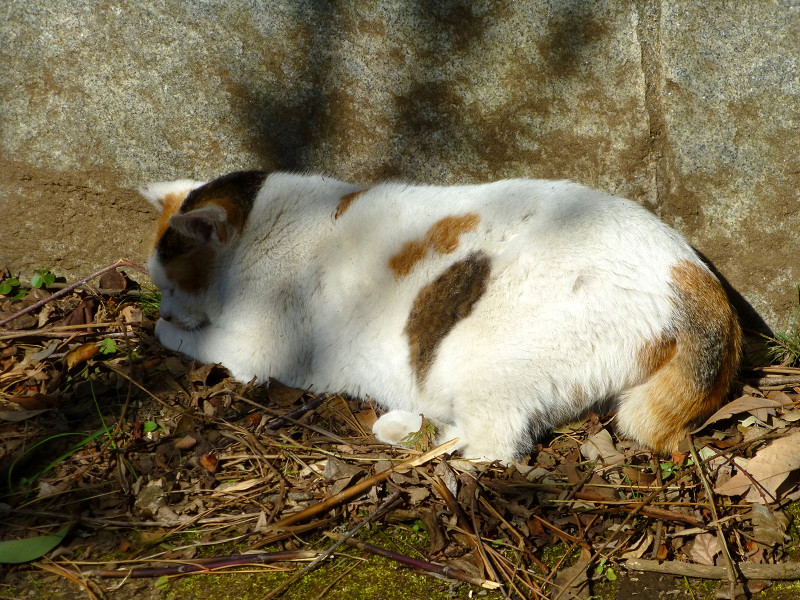 岩壁の横で寝ている三毛猫3