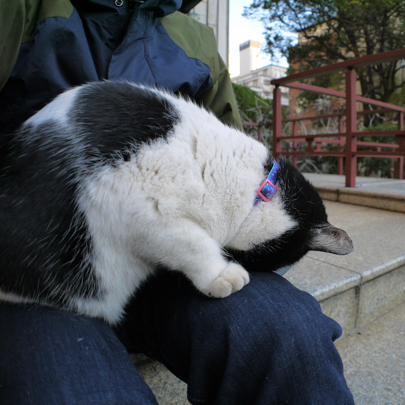 膝でごめん寝してる白黒猫2