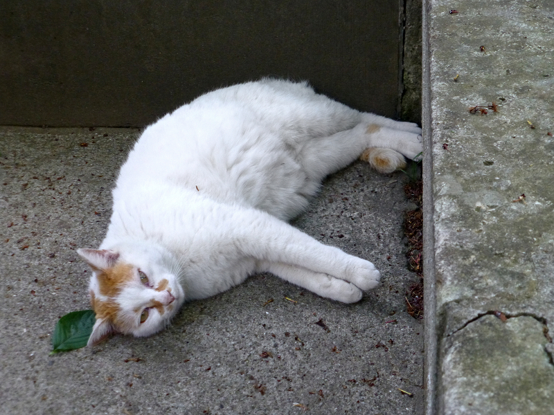 コンクリの壁に足をくっつけている白茶猫2