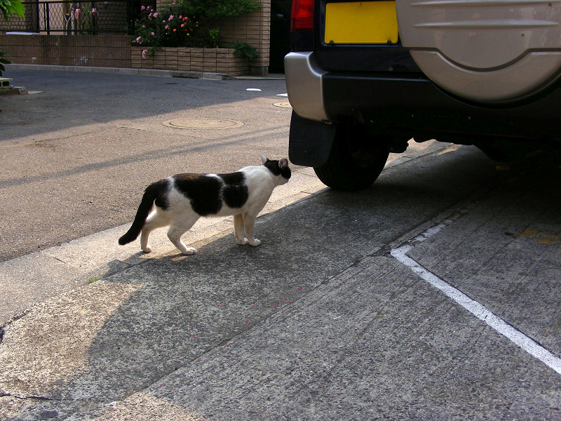 駐車場の黒白猫1
