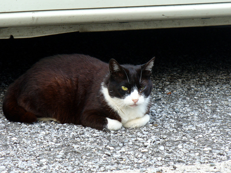 車の横の黒白猫1