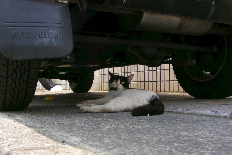 駐車場の黒白猫2