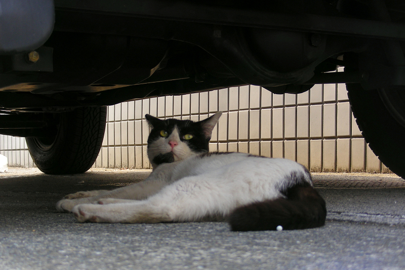 駐車場の黒白猫3