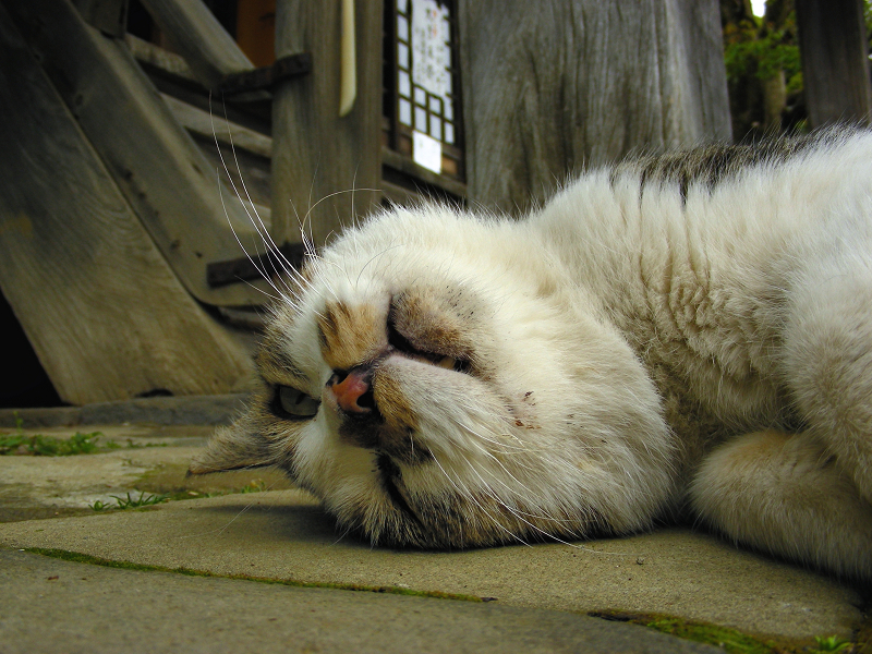 境内で寝そべっているキジ白猫3