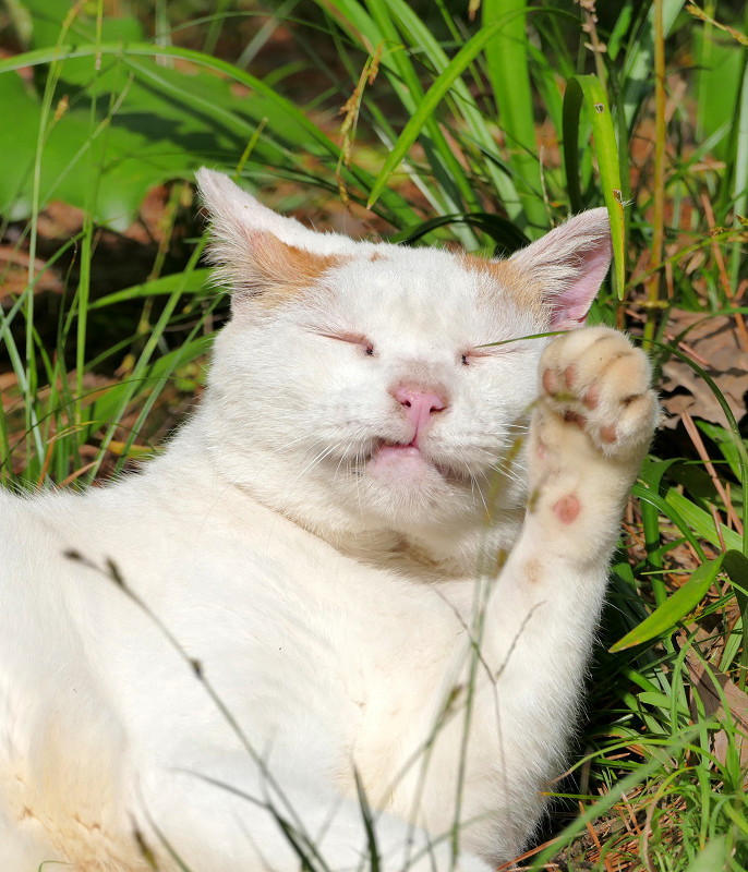 草むらで手をなめている白茶猫1