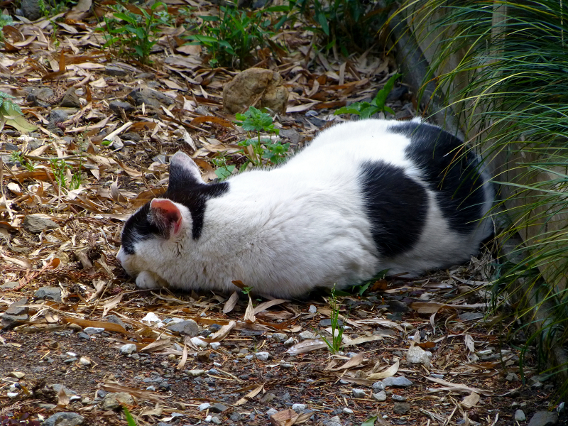 落ち葉の上で寝ていた白黒猫1