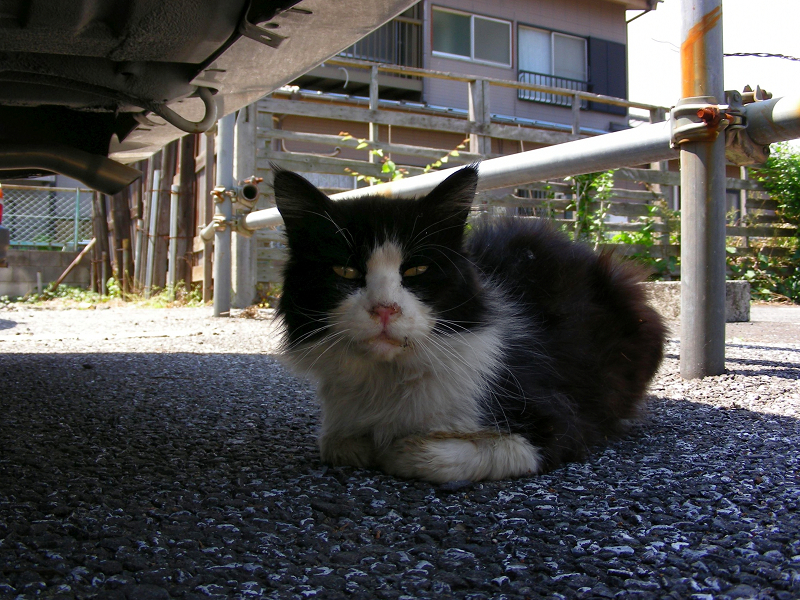 駐車場の黒白猫1