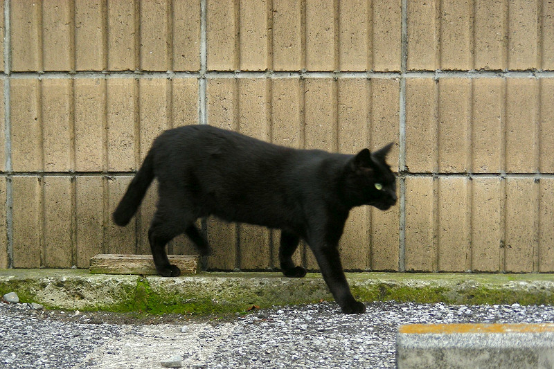 壁と黒猫3