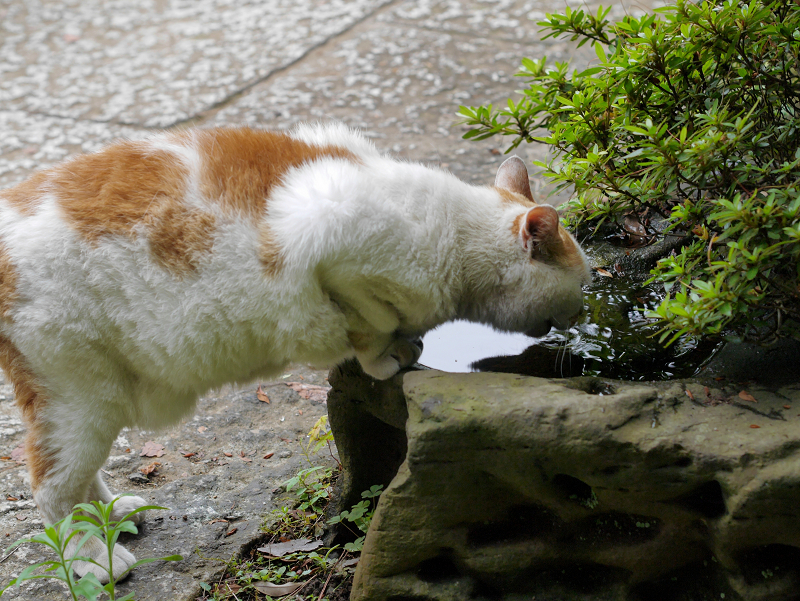 水を飲んでる茶白猫