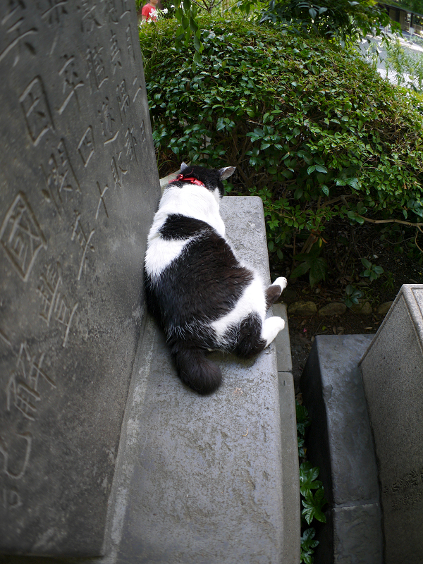石碑と白黒猫1