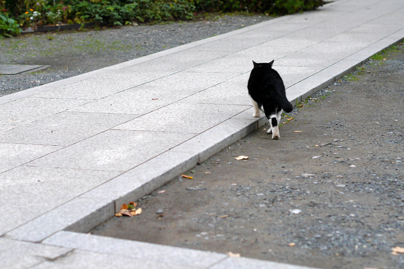 境内を歩く黒白猫2