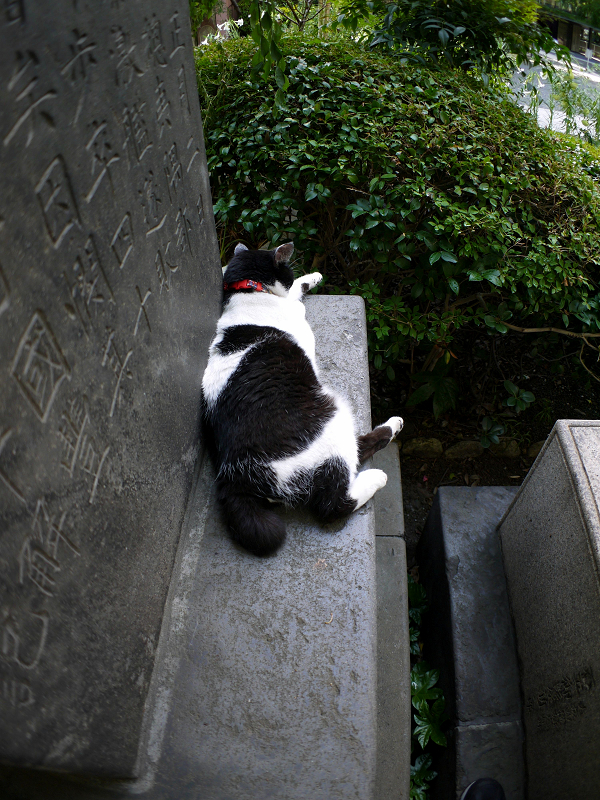 石碑と白黒猫3
